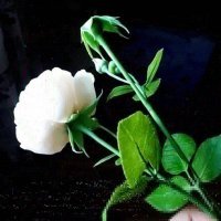 Вот спасибо!))Вы бы подумали,посмотрел,сравнили фото настоящих ягод и моих,понятно же что куча отличий,попробуйте примотать ягоды к проволоке,сделайте веточку и покажите потом мне?Я люблю свое занятие и работаю честно,у меня большой опыт   и много довольных постоянных клиентов по всему миру.Если Вы не верите,это комплимент мне как мастеру,значит не зря стараюсь!В данный момент работаю над букетом роз,беру живые,приматываю на проволоку,потом крашу и выставляю.