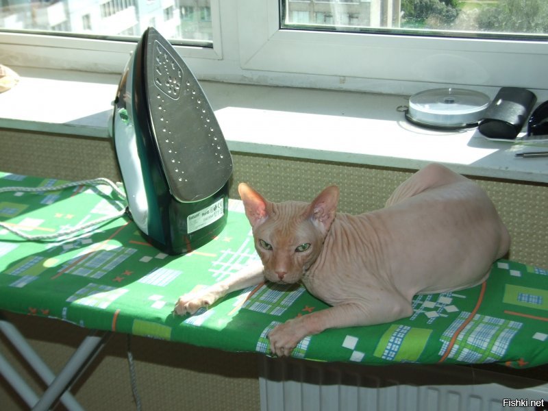 Мерзлявые коты 