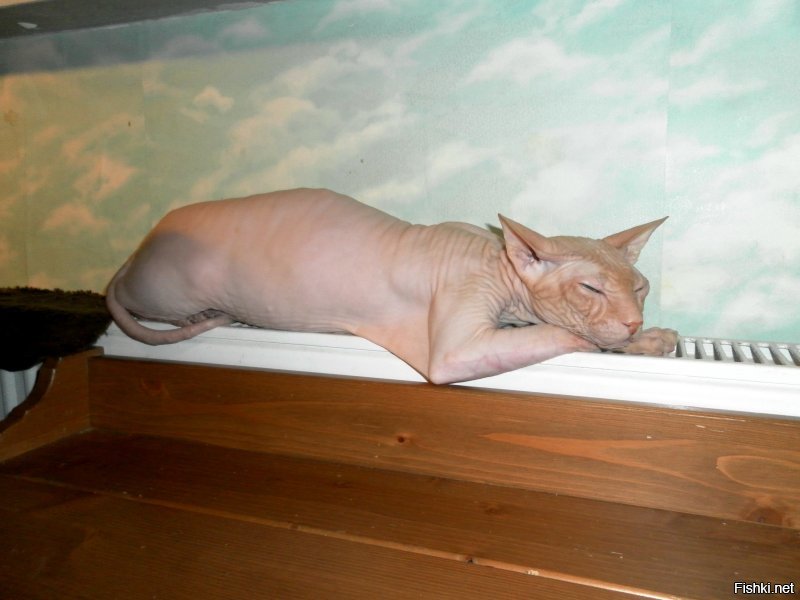 Мерзлявые коты 