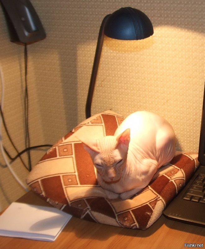 Мерзлявые коты 