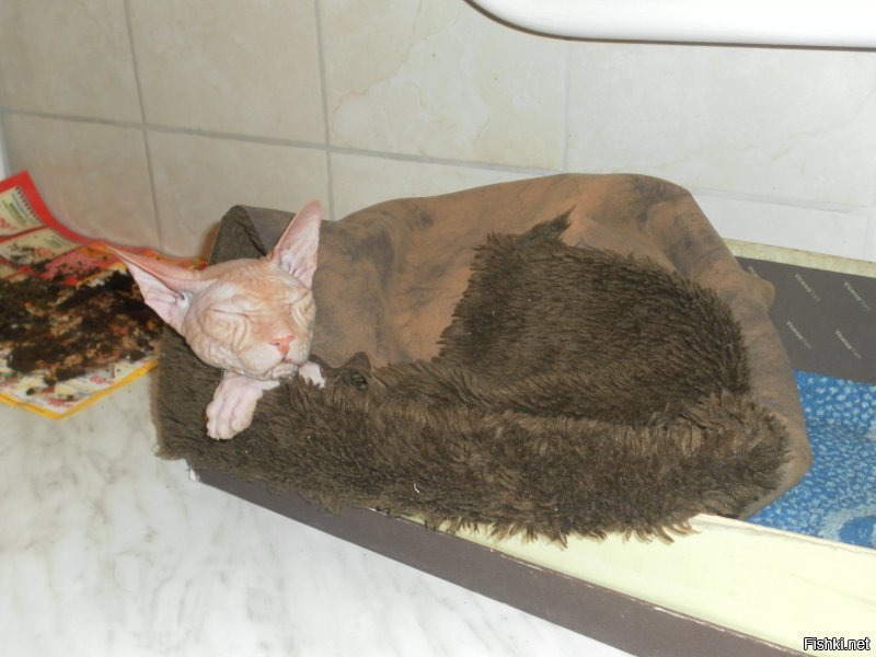 Мерзлявые коты 
