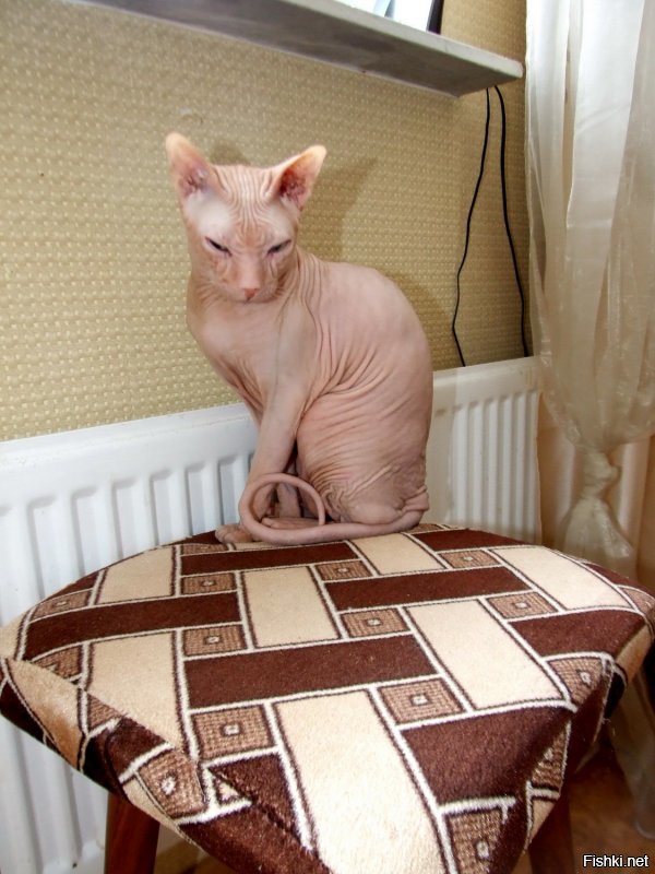 Мерзлявые коты 