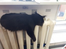 Мерзлявые коты 