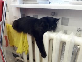 Мерзлявые коты 