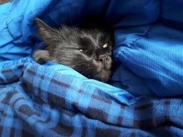 Мерзлявые коты 