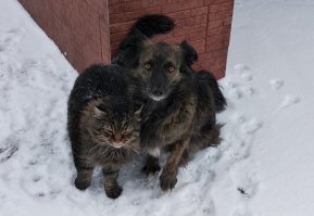 Как кошка с собакой