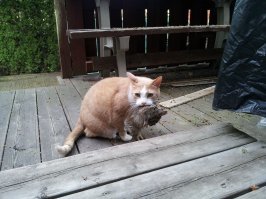 В поход с котом? Легко! Инстаграм об отдыхе с пушистыми питомцами