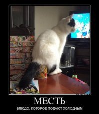 Кот в доме хозяин: подборка случаев, когда коты показали, кто тут главный