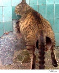 Кот в доме хозяин: подборка случаев, когда коты показали, кто тут главный