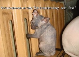 Мерзлявые коты 