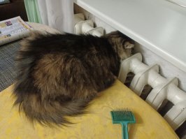 Мерзлявые коты 