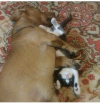 Даже не припомню, чтобы мои когда-нибудь дрались...