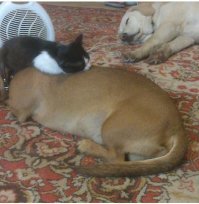 Даже не припомню, чтобы мои когда-нибудь дрались...