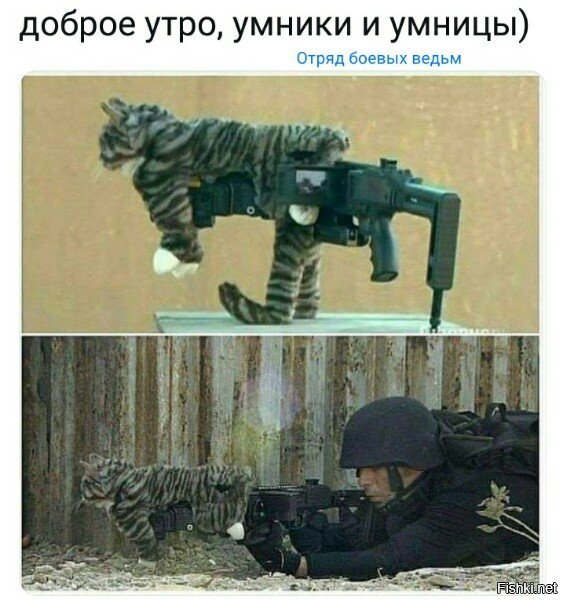 Очумелые кошки
