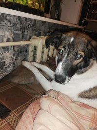 повторюсь с фото, но не боятся и не ругаются)) собака выросла с котом.....мне кажется собака даже иногда пытается мурлыкать))))))