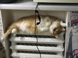 Мерзлявые коты 