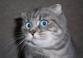 Помните мультик "Простоквашино"? Матроскин взял в прокат корову Мурку, которая родила Гаврюшу... Гаврюша оказался бычком.
Теперь, внимание вопрос:
КАК Матроскин собирался в ДВА раза больше молока получать?