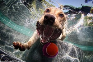 Милые, добрые, смешные... и всегда на посту!