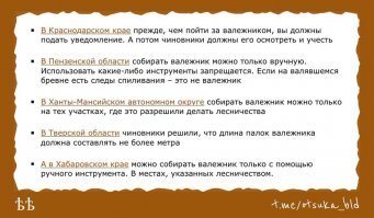 Россиянин! Прежде чем идти собирать бесплатно валежник - знай! Не всё так однозначно!