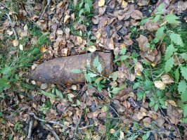 Лен область. Сходили за грибами