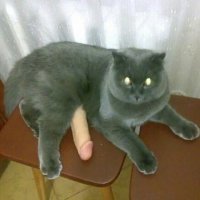 20 доказательств того, что котики просто созданы для драмы