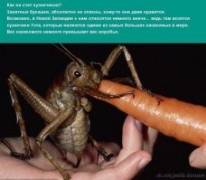 Пестрый мир насекомых