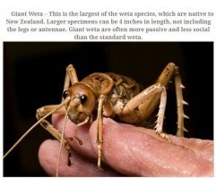 Пестрый мир насекомых