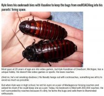 Пестрый мир насекомых