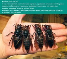 Пестрый мир насекомых
