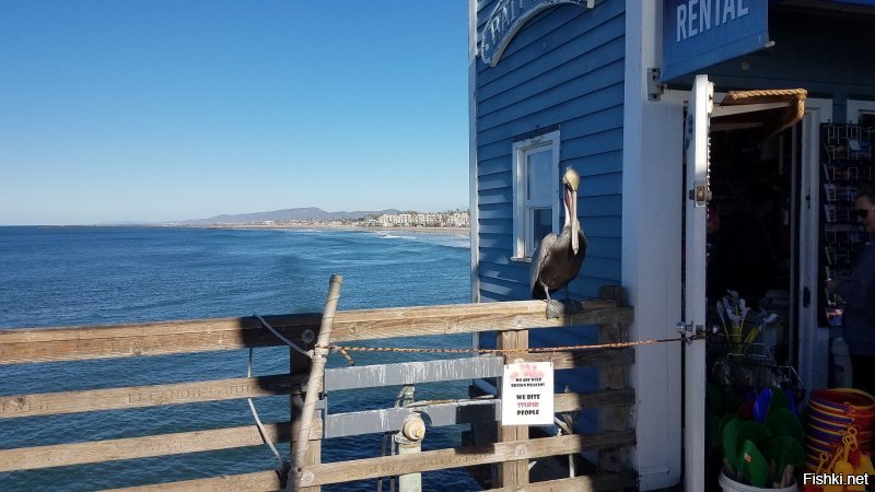 кста, Оля - нА тебе пеликана!
это - пеликан Борис. он живёт на пирсе, и фоткается с туристами... не гоняет их по берегу, а охотно принимает от них рыбку. он ручной и воспитанный.