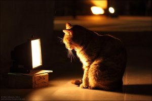 добавлю еще мерзлявеньких...