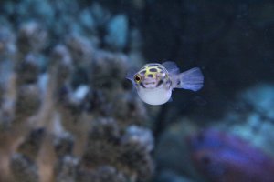 чо это было?