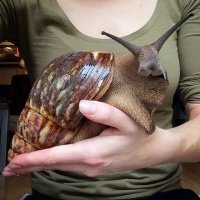 20 случаев, когда некоторые вещи оказались куда больше, чем мы привыкли думать