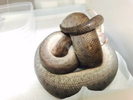 Судя по торчащему куску мыши, есть мнение, что тут вовсе не сном животинки занимаются.