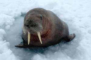 Вот моржиха