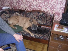 когда то очень давно)кот был влюблен в собаку