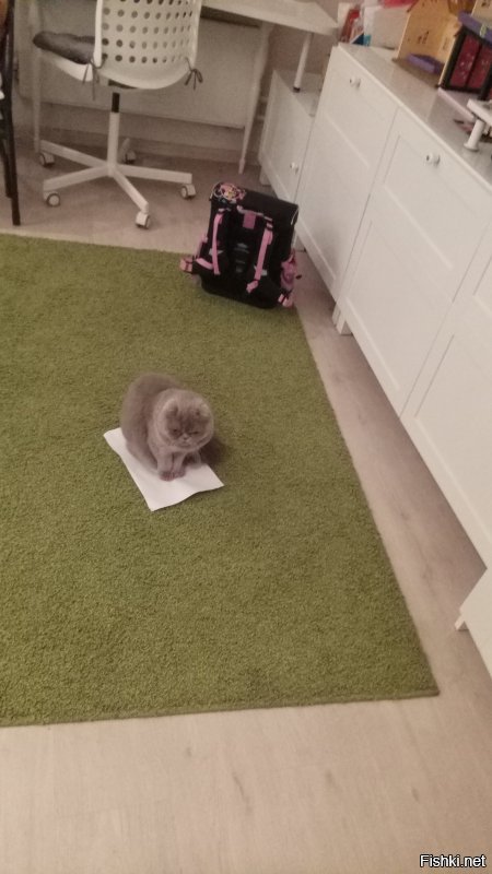 дочь уронила листок бумаги на пол,через семь секунд материлизовалась кошка)))))