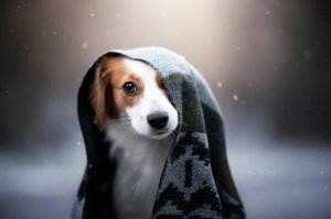 Кстати подскажите, что за порода?