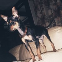 у меня когда родилась дочка, моему питбулю было уже 6 лет!очень боялся первое время за ребёнка, а зря !
каталась на нем, тот конечно был недоволен - но видя мой пристальный взгляд - терпел...
тупее этих собак может быть только И.Надёжный из солянки ! мой пит прожил 20 лет, умнейшие собаки, если они в руках у надёжного хозяина...
а сейчас у меня тойчик для души, 6 месяцев.
ракета просто... летает по дому как сумасшедший, если ему и крылья - вообще был бы пипец...:)