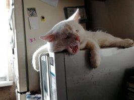 Со свечкой нет, но есть с микроволновкой .