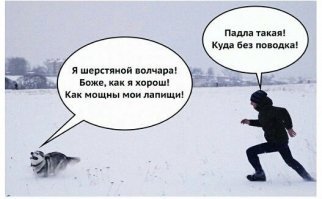 "...Тархун так и сидел в приюте, совершенно спокойно воспринимая происходящее. Он оказался воспитанным и уравновешанным псом..."
Это вообще про хаски? Спокойствие и уравновешенность - скорее качества других пород...