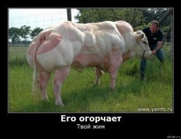 ты про порванные волокна)) ну так что считаешь бычок тоже штанги тягал))