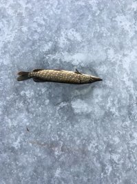 Да хрен кто куда вылезет был у меня случай как раз первого января , идет окунь ок рядом жерлицы раз сработала мелочь криминальная отпускаю ставлю нового живца через минуту опять и так 3 раза беру эту гадину несу подальше кидаю в старую лунку думаю ну тебя нахер уже вечереет опять раз удар по блесне опять она же , собрал короче я рыбу дал этой подышать пол часа и опять в лунку достала . Снизу на фото именно это животное , гадина просто