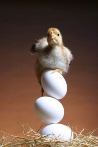 Демотиваторы о еде