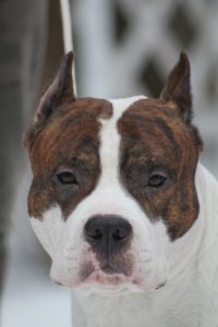 Питбули — самые грозные и беспощадные существа на планете