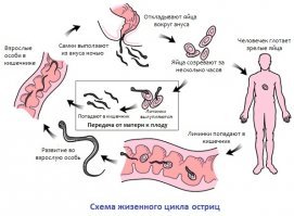Ну или как то вот так, откладывают яйца вокруг ануса: