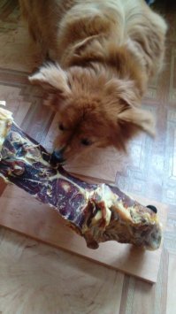 Пес обиделся на хозяина, который не хотел с ним делиться