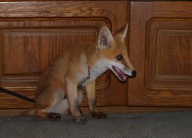 Все очень индивидуально с лисами. Одни очень легко приручаются и социализируются, другие остаются дичками и в любом случае, держать дома лису трудно.К лотку они приучаются очень плохо (а воняют будь здоров!), гиперактивны и все время должны бегать, играть, что-то рвать, грызть, раскапывать. При этом они размером со среднюю собачку, проэтому масштаб разрушений в квартире довольно серьезный.