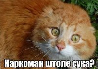 Смешные картинки с надписями