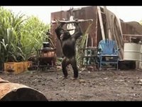 Прикольные и смешные картинки